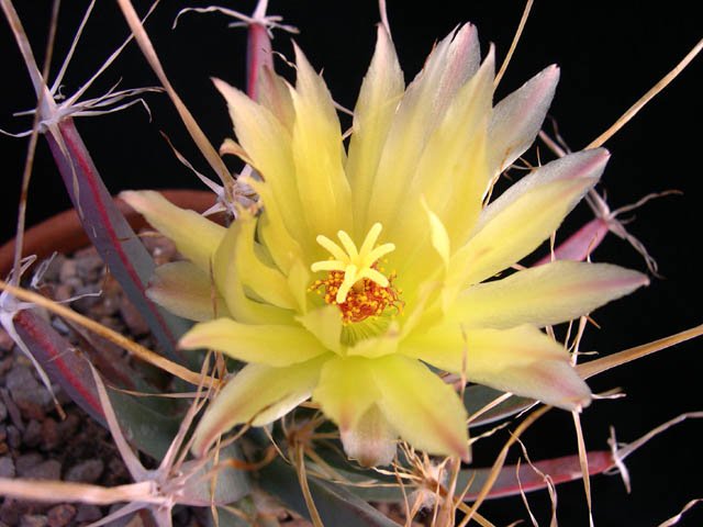 Leuchtenbergia_principis_3